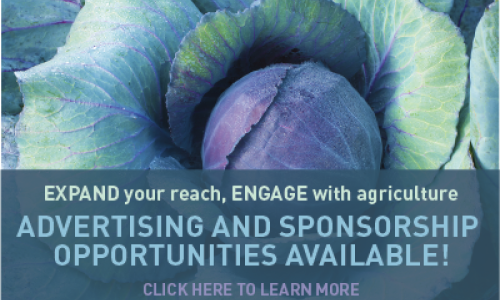 Advertising and Sponsorship advertisement using a blue cabbage